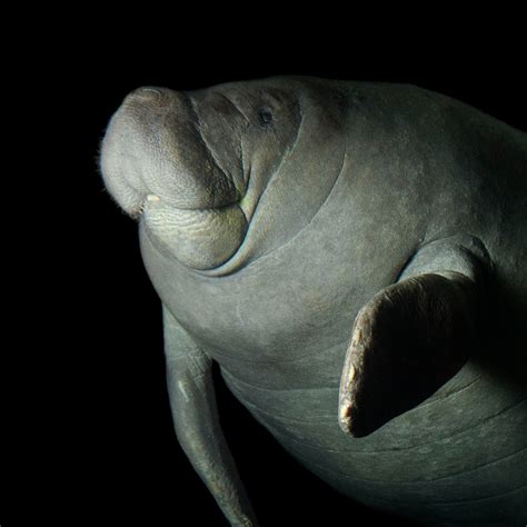 The Manatee Cam shows underwater action in the large freshwater River exhibit on the first level.